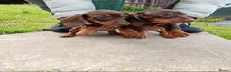 Miniature Dachshund dogs for sale: Beautiful Liter of Miniature Dachshund Puppies - Advert 15