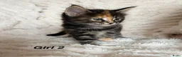 Maine Coon cats for sale: Maine coon kittens ready to reserve  - Advert 17