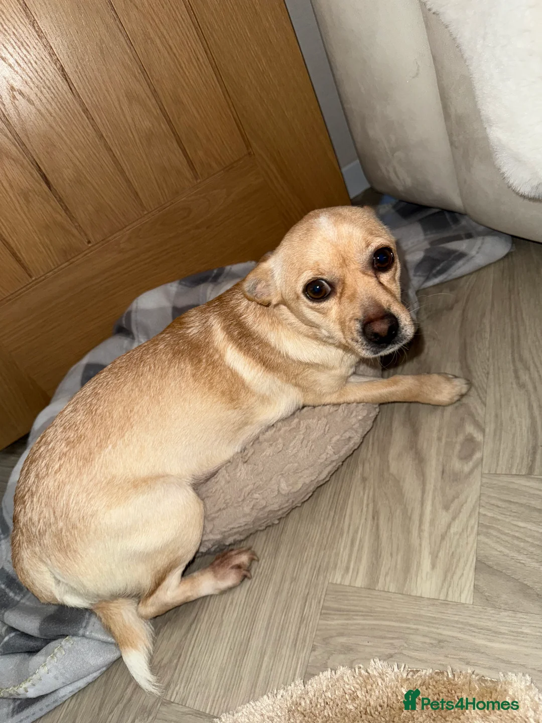 Chiweenie dogs for sale: Beautiful Chiweenie Pups For Sale - Advert 16