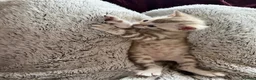 Bengal cats for sale: Champion bloodlines TICA Registered Bengal Kitten  - Advert 4
