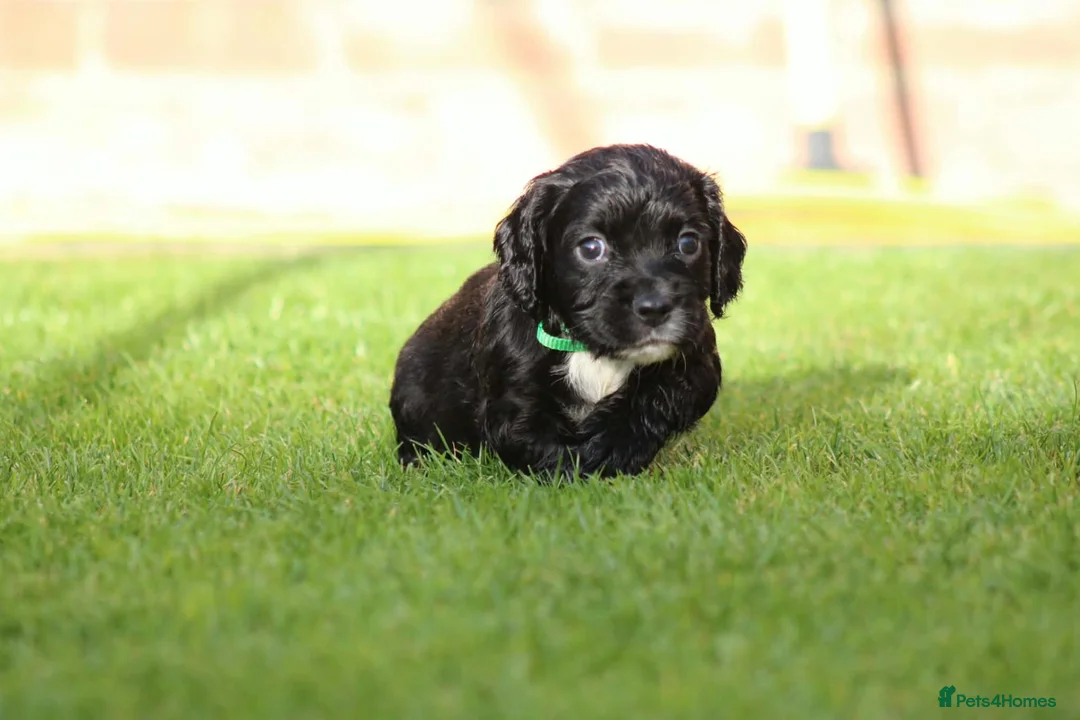 Cocker Spaniel dogs for sale: Beautiful pups in Durham - Advert 2