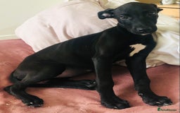 Lurcher dogs for sale: Stunning bull x puppies LAST GIRL REMAINING - Image 1