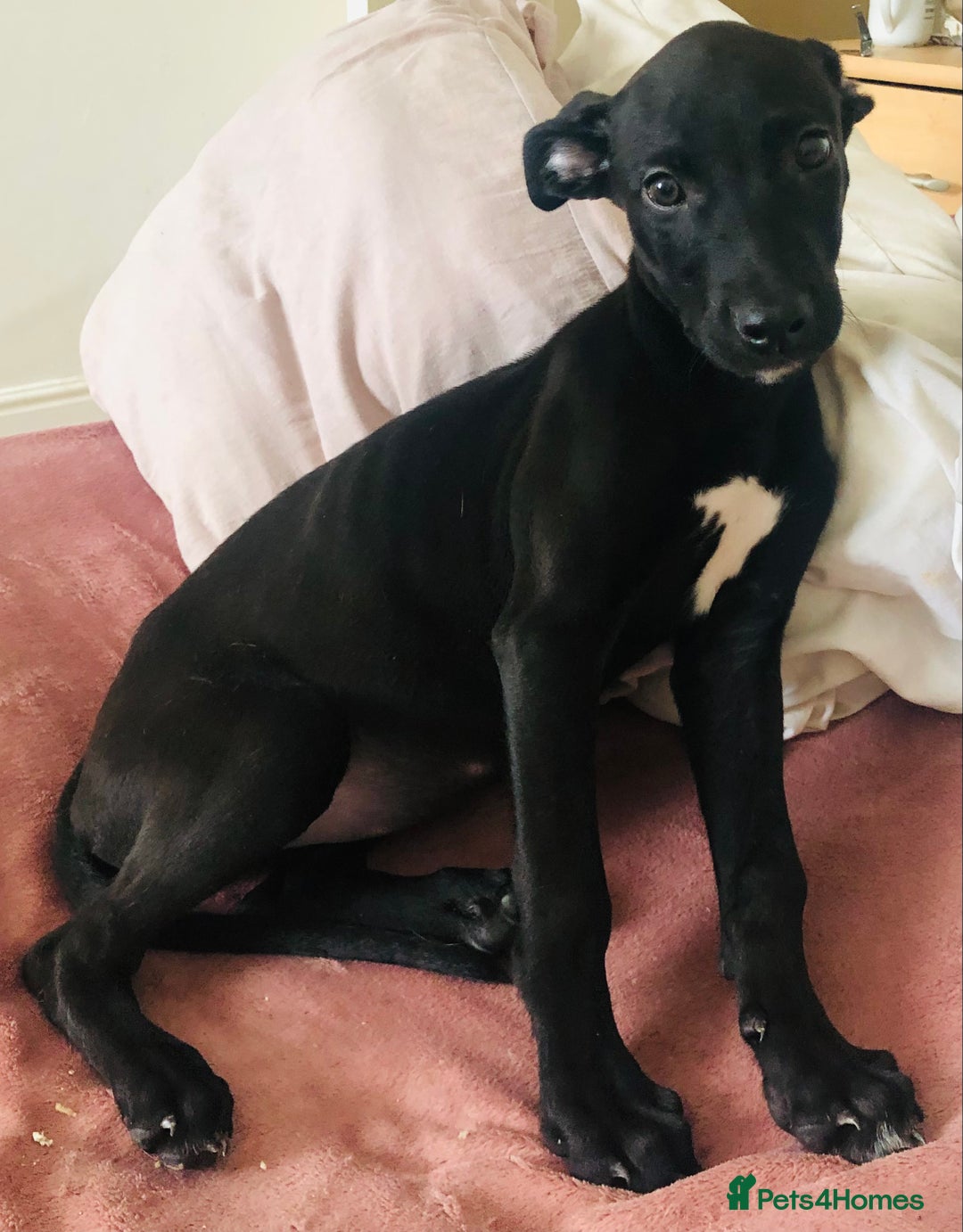 Lurcher dogs for sale: Stunning bull x puppies LAST GIRL REMAINING - Image 1