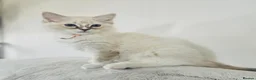 Ragdoll cats for sale: Stunning GCCF Ragdoll Kittens  in Clacton-on-Sea - Advert 3