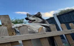 Siberian Husky dogs for stud: PROVEN KC Registered Siberian Husky Stud ONLY in Solihull - Image 2