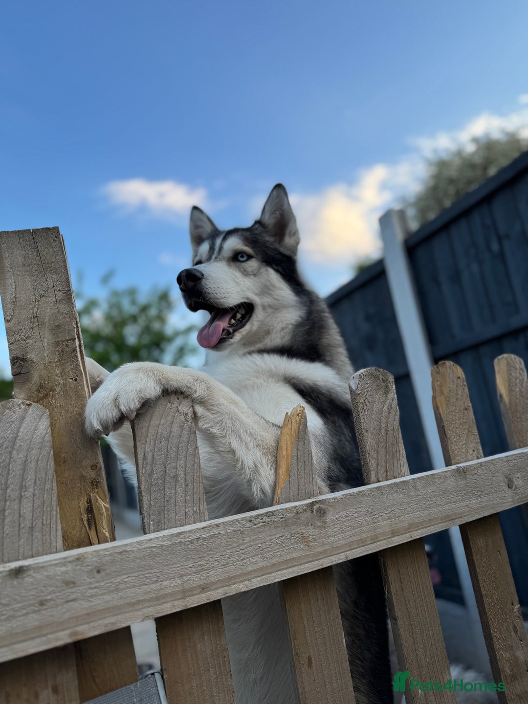 Siberian Husky dogs for stud: PROVEN KC Registered Siberian Husky Stud ONLY in Solihull - Image 2