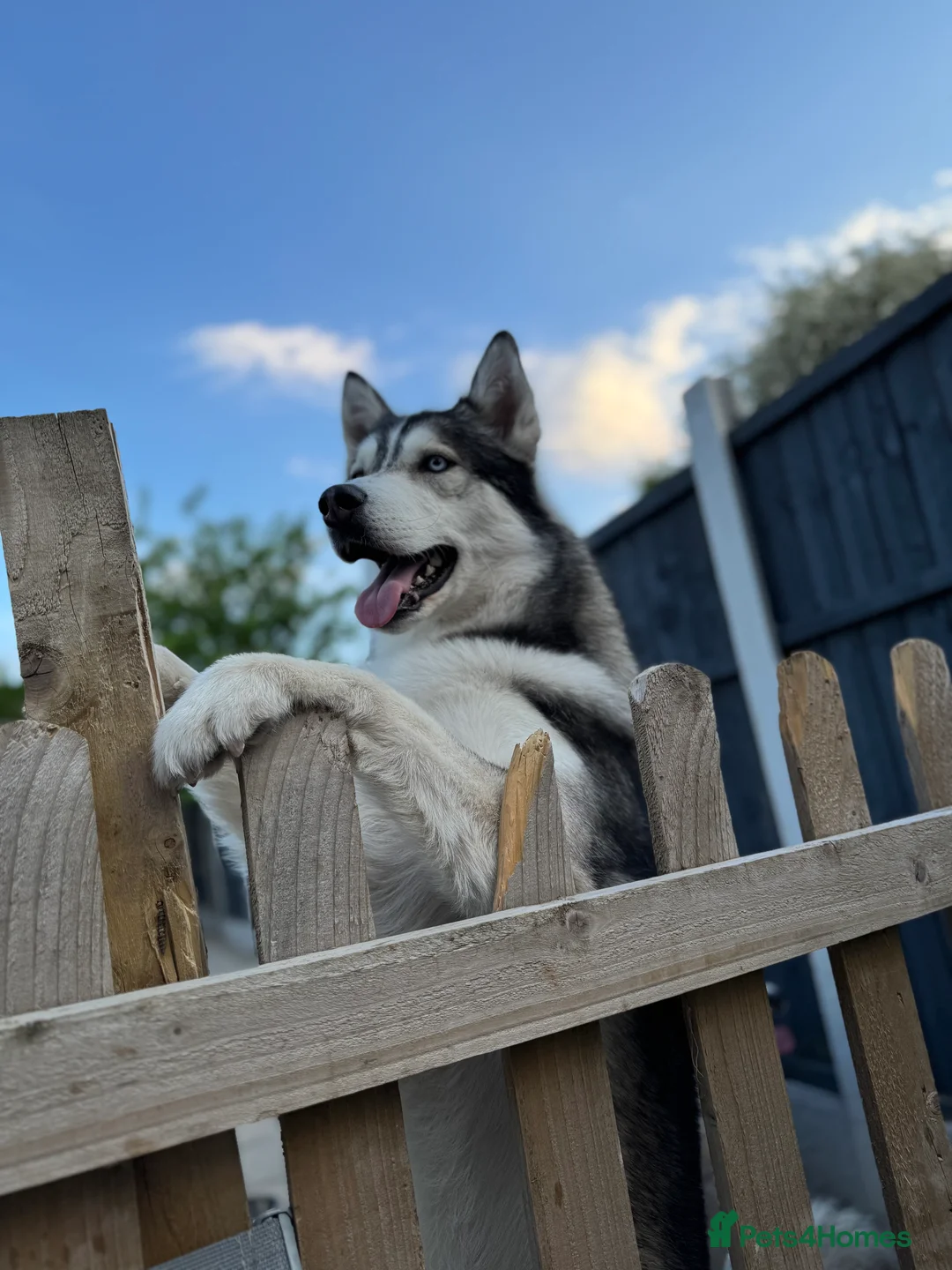 Siberian Husky dogs for stud: PROVEN KC Registered Siberian Husky Stud ONLY in Solihull - Advert 3