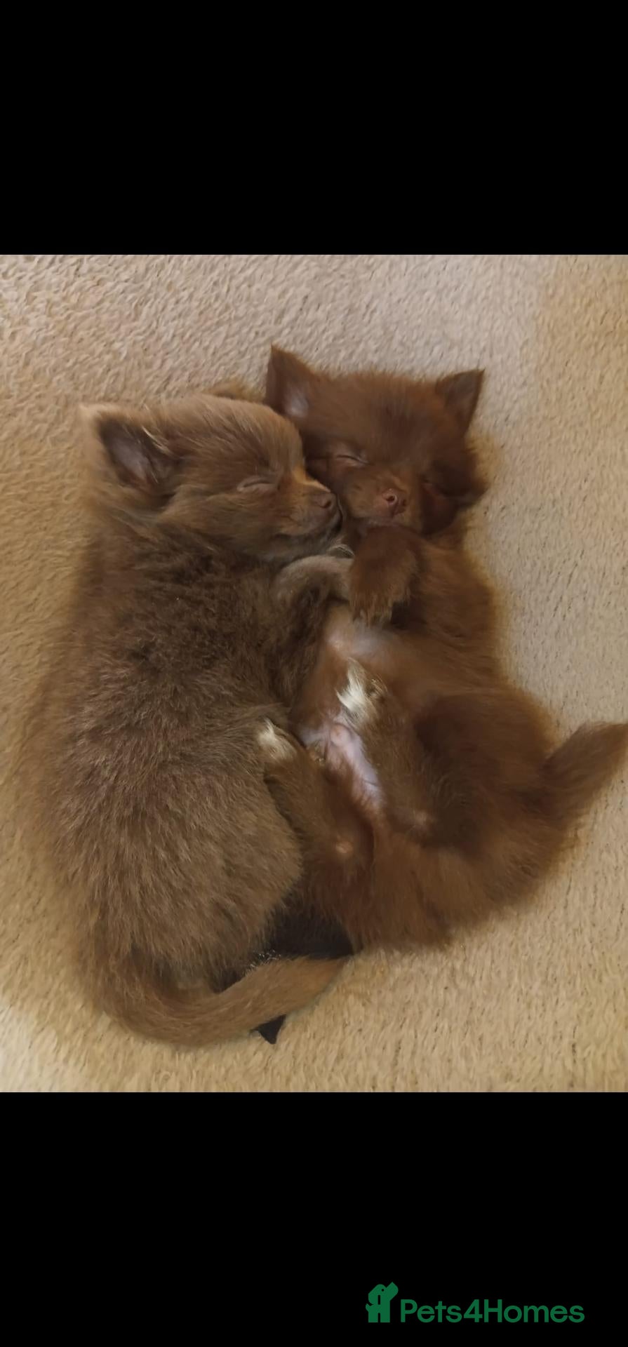 Pomchi dogs 2 Pomchi stunning male pups. - Advert 1