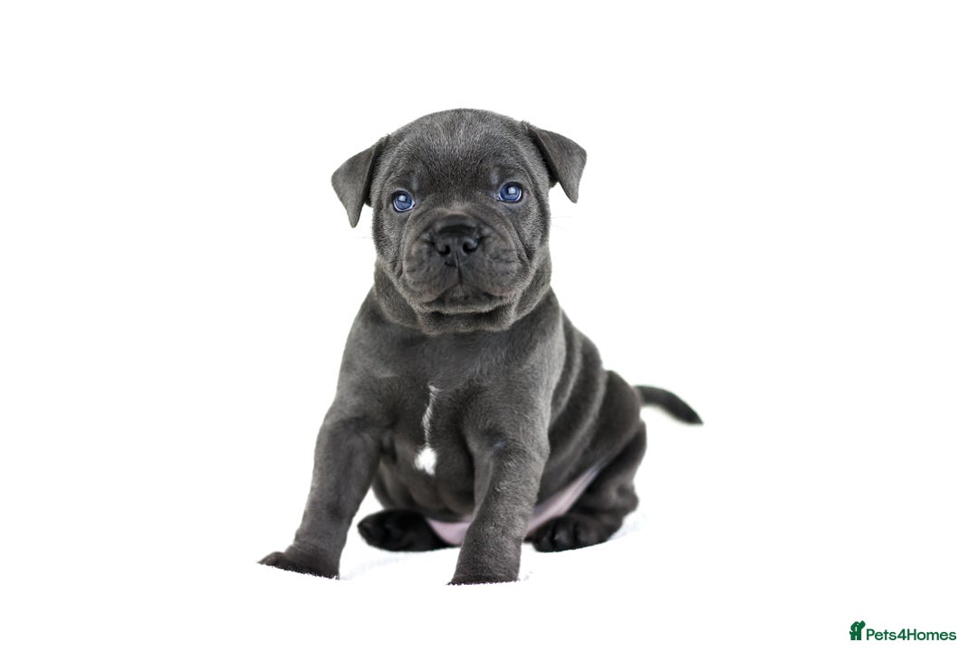 Staffordshire Bull Terrier dogs for sale: 💙KC Staffordshire Bull Terrier puppies 💙 - Advert 29