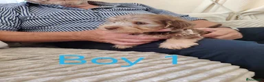 Boy 1