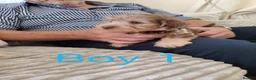 Norfolk Terrier dogs for sale: Norfolk Terrier Puppies  in Wellingborough - Advert 5