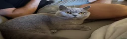 British Shorthair cats for sale: British Short Hair Male  - Advert 2