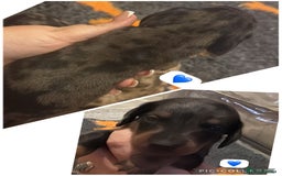 Dachshund dogs for sale: Miniature dachshund puppy’s for sale  - Image 6