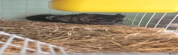 Chinchilla rodents for sale: Chinchilla Triplets  - Advert 4