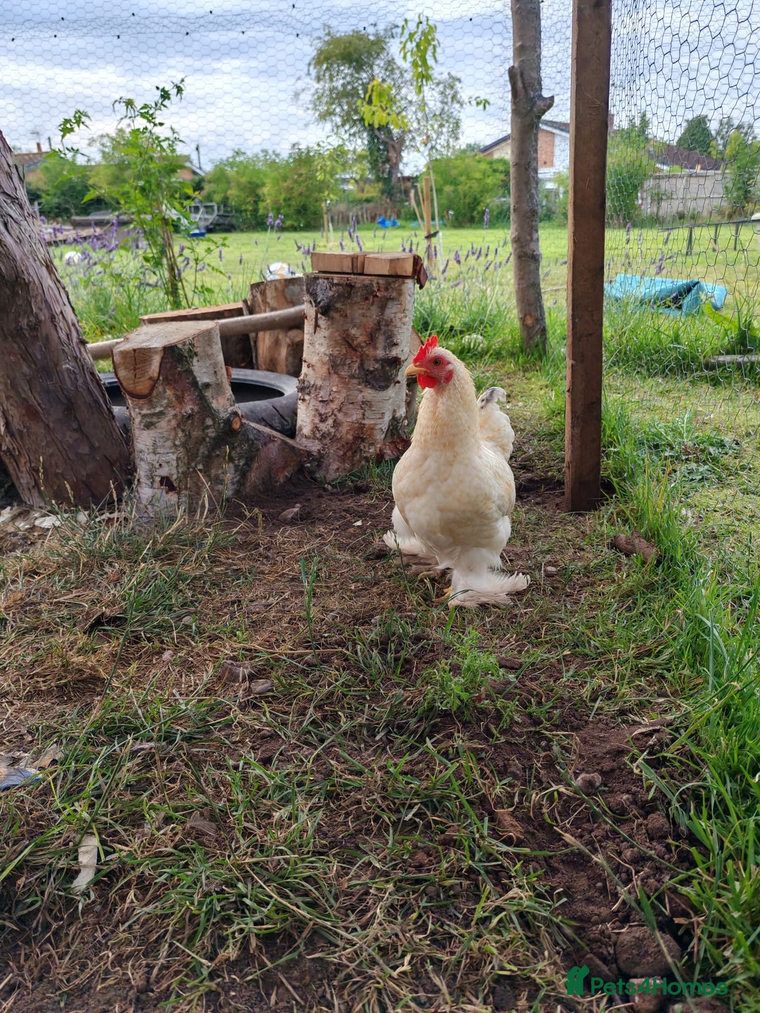 Chickens poultry for sale: Lemon Pekin Bantam Cockerels  - Image 3