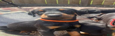 Dobermann Puppy 7 orange 