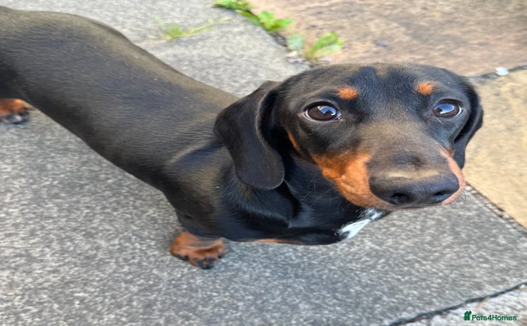 Miniature Dachshund dogs - Advert 5