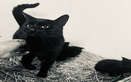 European cats for sale: Kittens  - Image 4