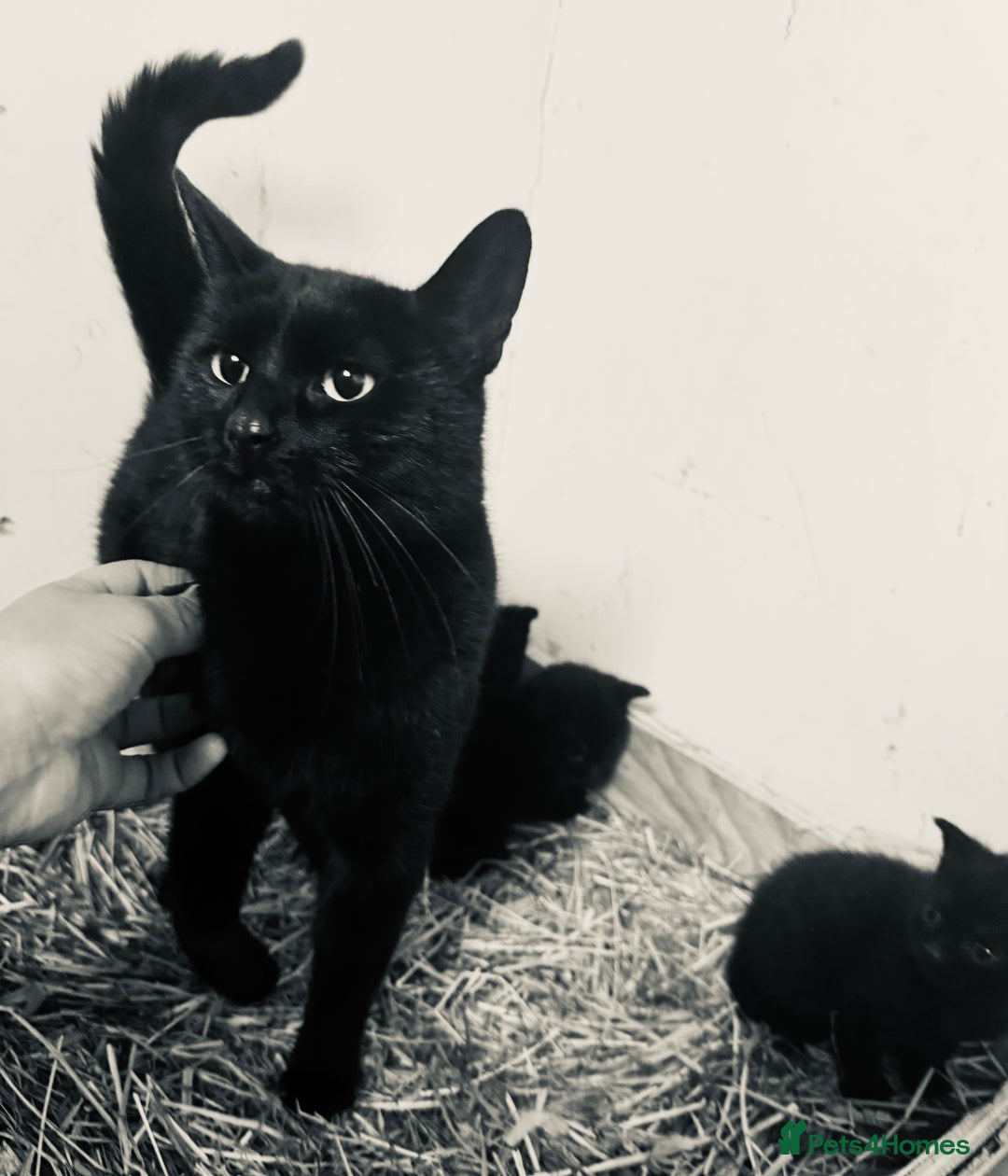 European cats for sale: Kittens  - Image 4