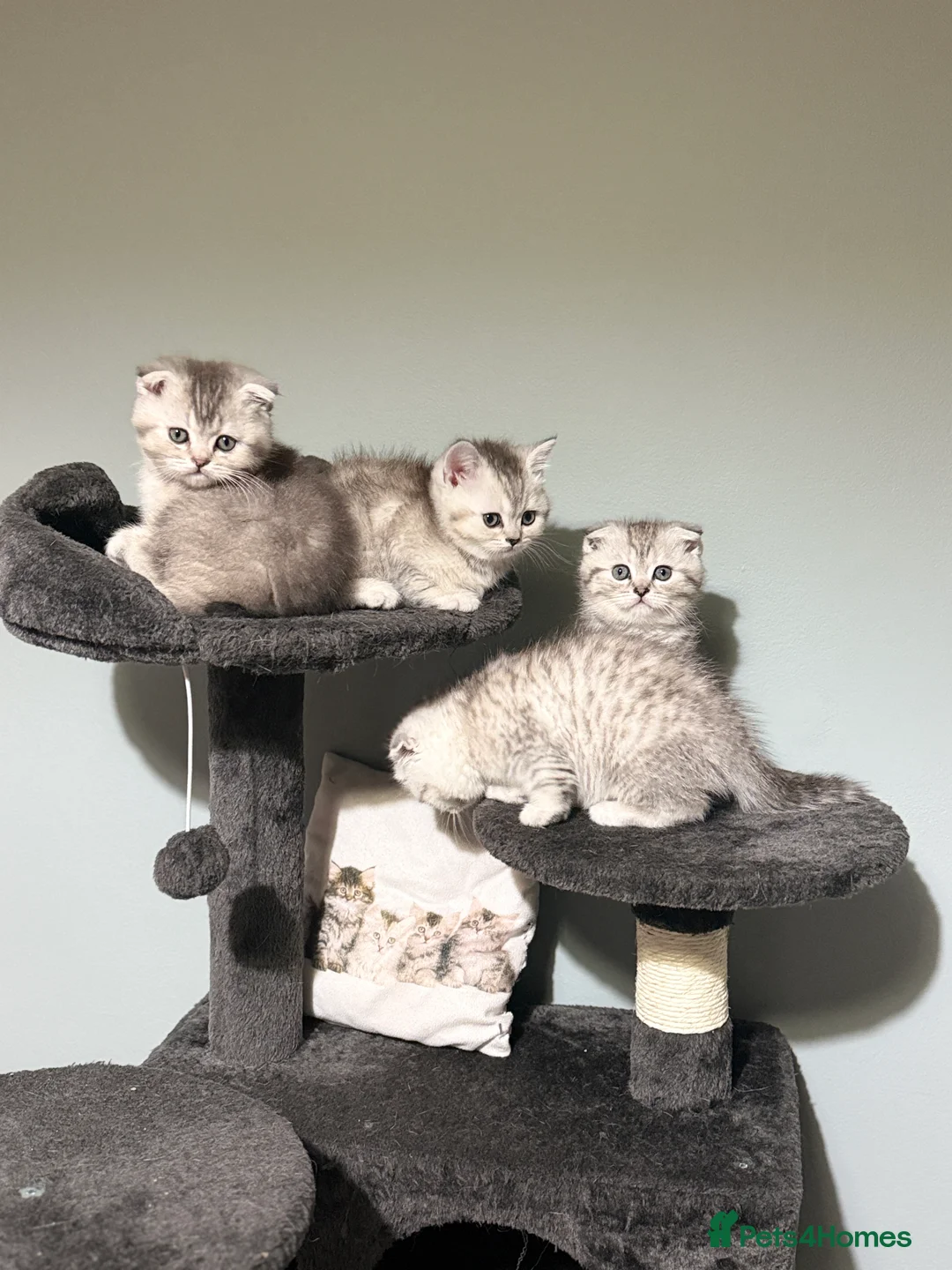 Scottish Fold cats for sale: Adorable Scottish Fold Kittens  🐾 - Advert 2