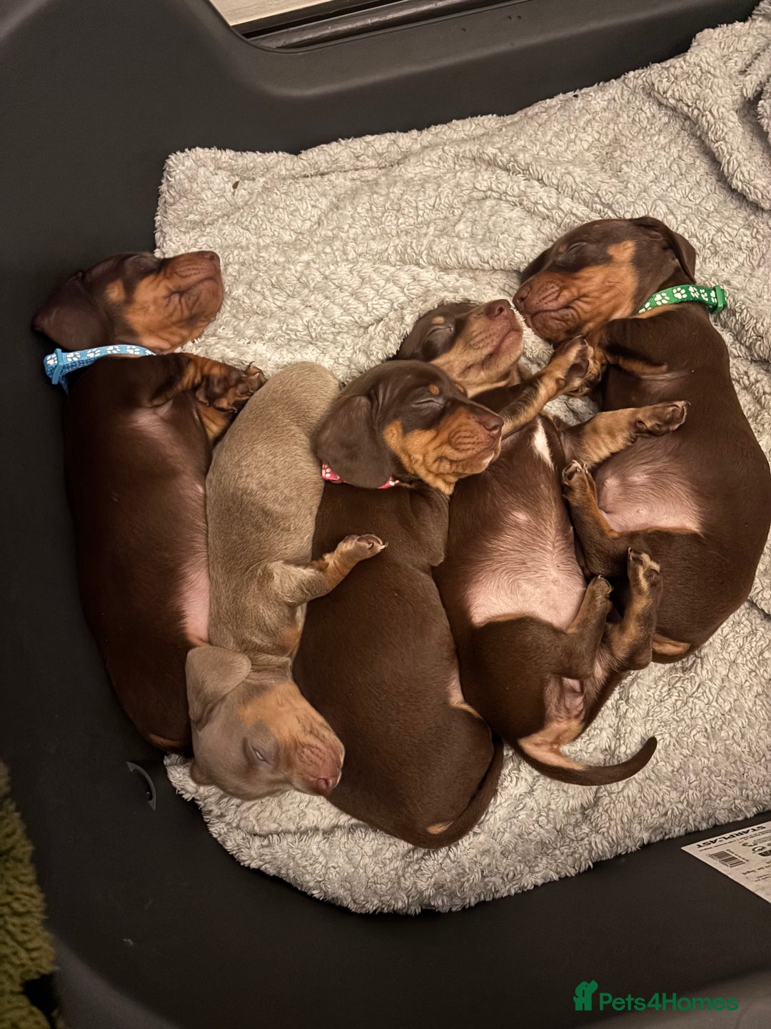Miniature Dachshund dogs for sale: Beautiful miniature dachshund puppies - Advert 3