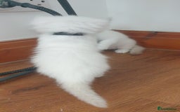 Ragdoll cats for sale: Beautiful GCCF lilac and Cream Point kittens - Image 9