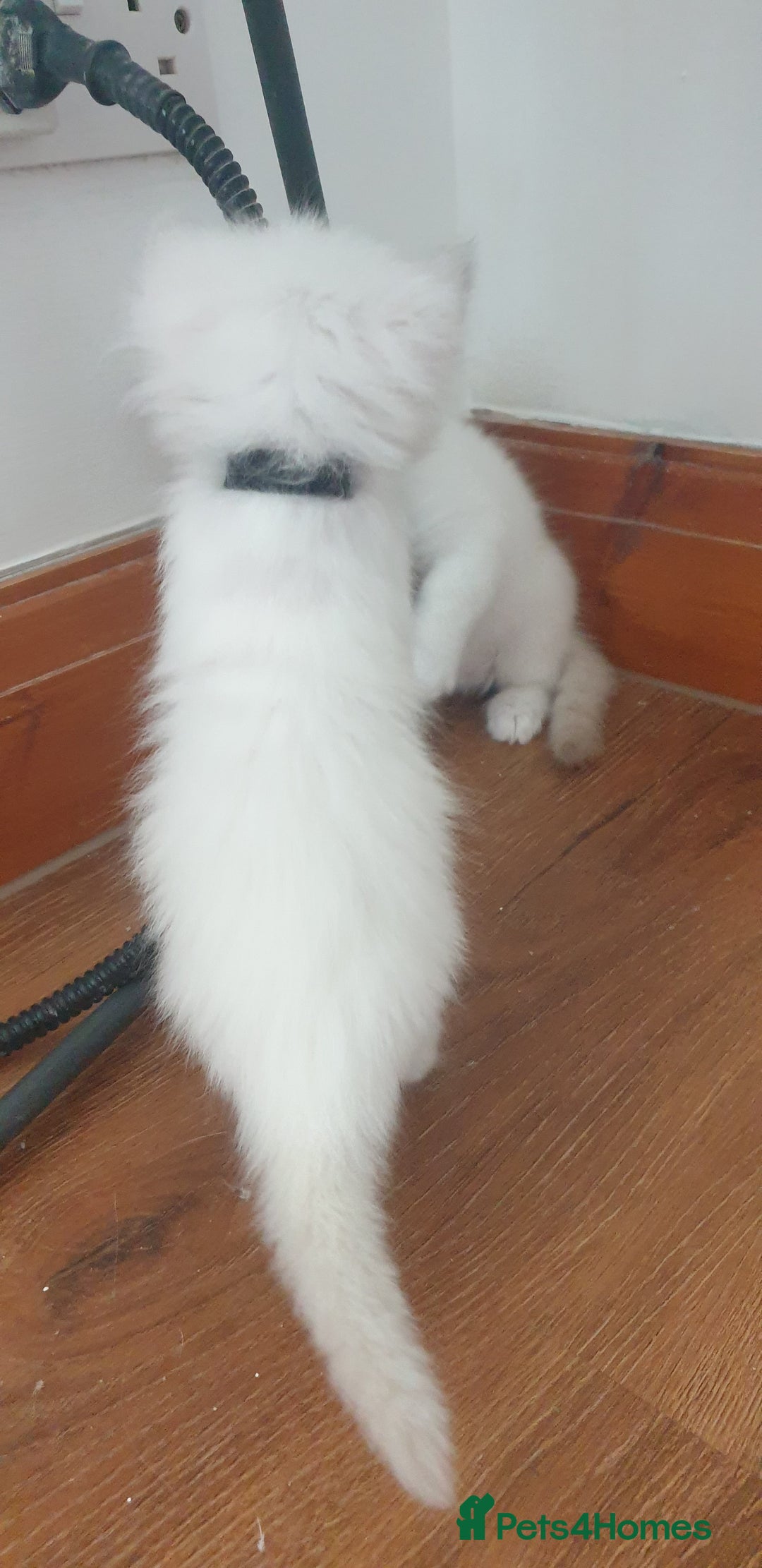 Ragdoll cats for sale: Beautiful GCCF lilac and Cream Point kittens - Image 9