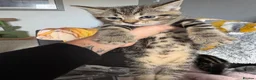 Mixed Breed cats for sale: 12 week old female kitten mixed breed in Alfreton - Advert 11