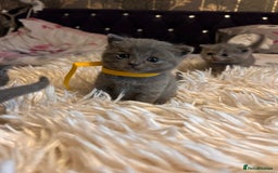 British Shorthair cats for sale: Pedigree British shorthair kittens - Image 4