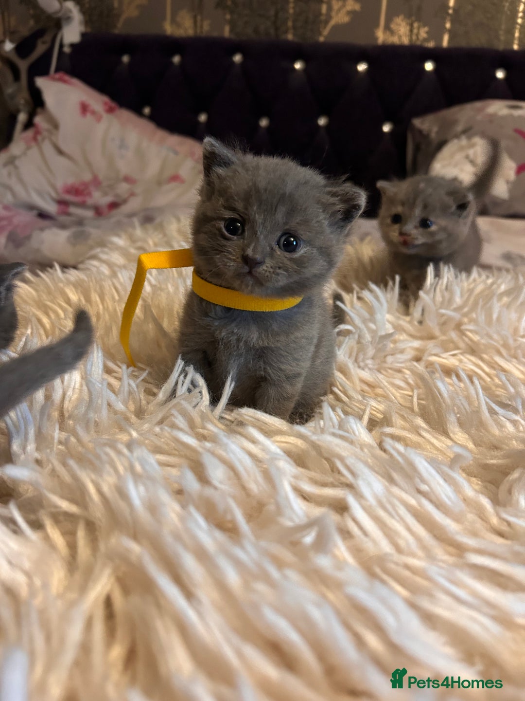 British Shorthair cats for sale: Pedigree British shorthair kittens - Image 4