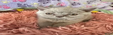 British Shorthair 8