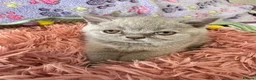 British Shorthair cats for sale: “Adorable kittens ready for loving homes - Advert 6