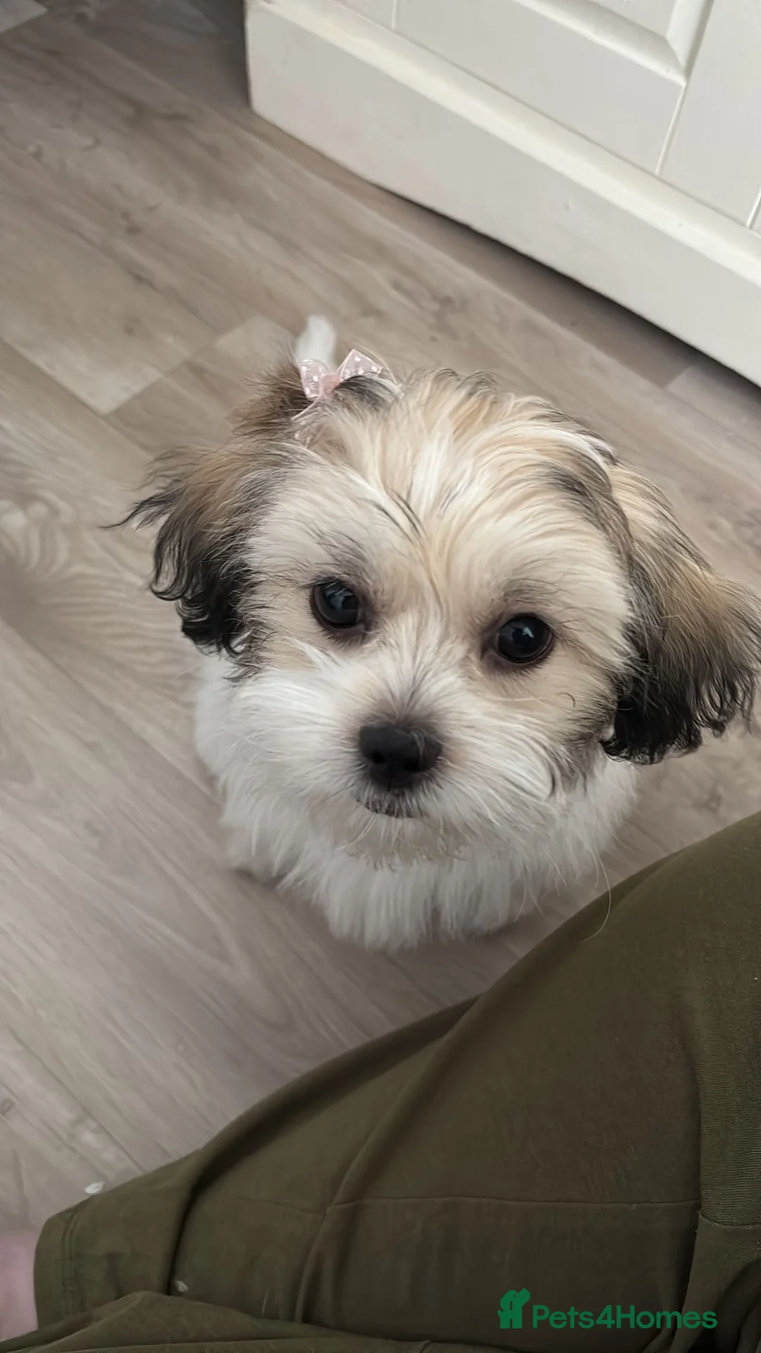 Shihpoo dogs for sale: Rehoming my puppy - Advert 1
