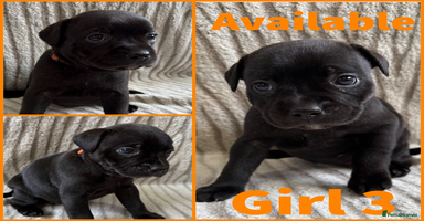 Staffordshire Bull Terrier dogs - Advert 2