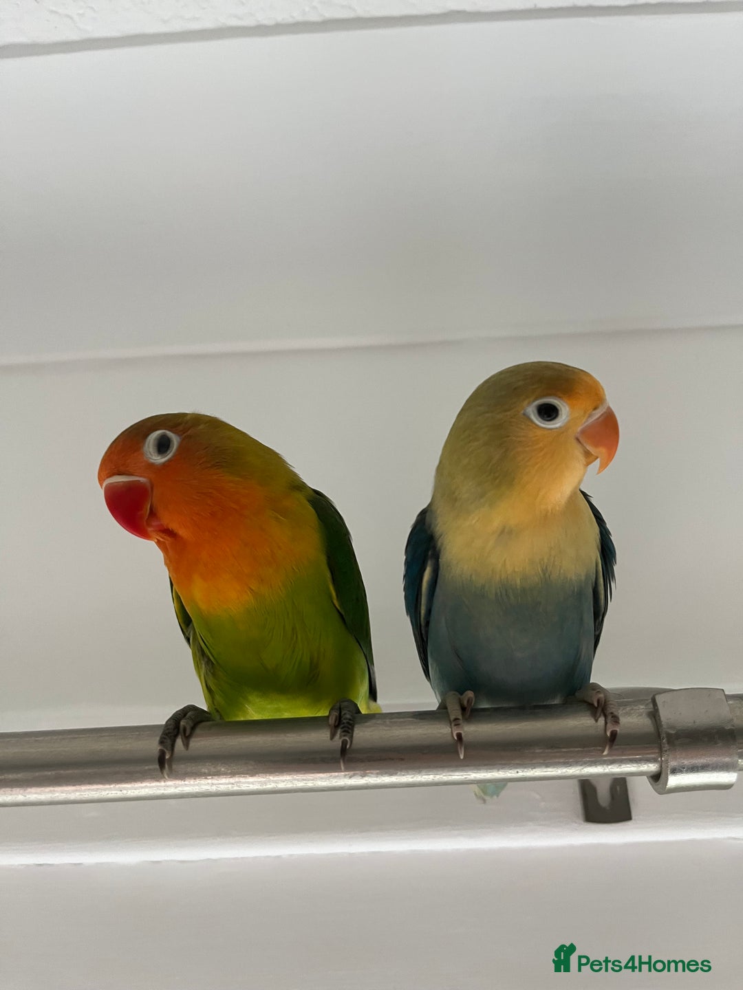 Lovebirds birds for sale: Lovebird pairs fishers & peach faced  - Image 4