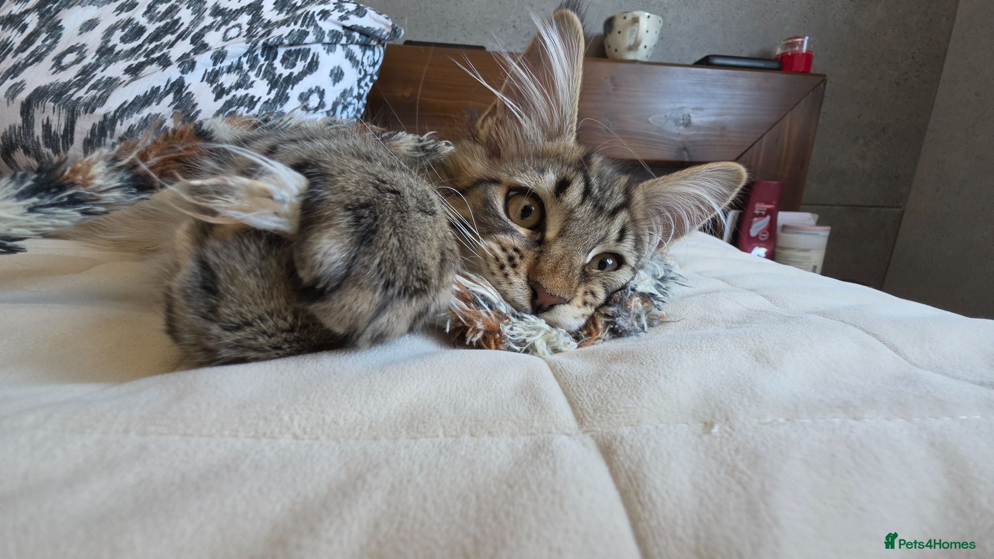 Maine Coon cats Beautiful Maine Coon Kittens for Sale - Advert 2