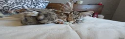 Maine Coon cats for sale: Beautiful Maine Coon Kittens for Sale - Advert 10