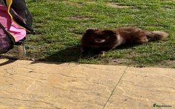 Pomeranian dogs for stud: Bear - Available for STUD - Image 3
