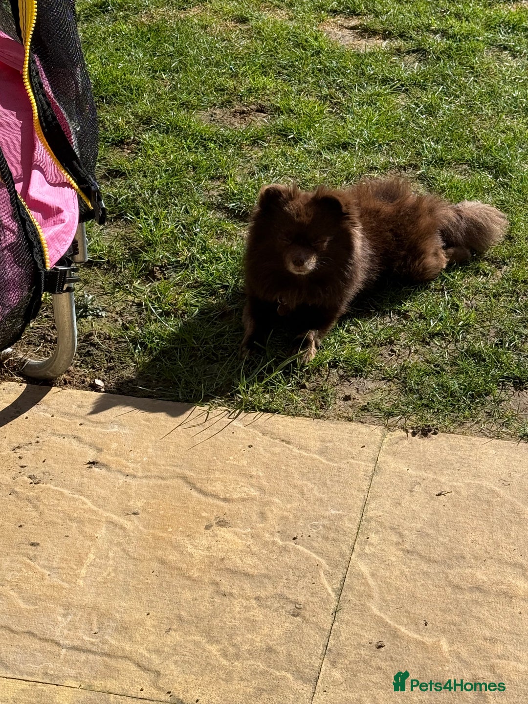 Pomeranian dogs for stud: Bear - Available for STUD - Image 3
