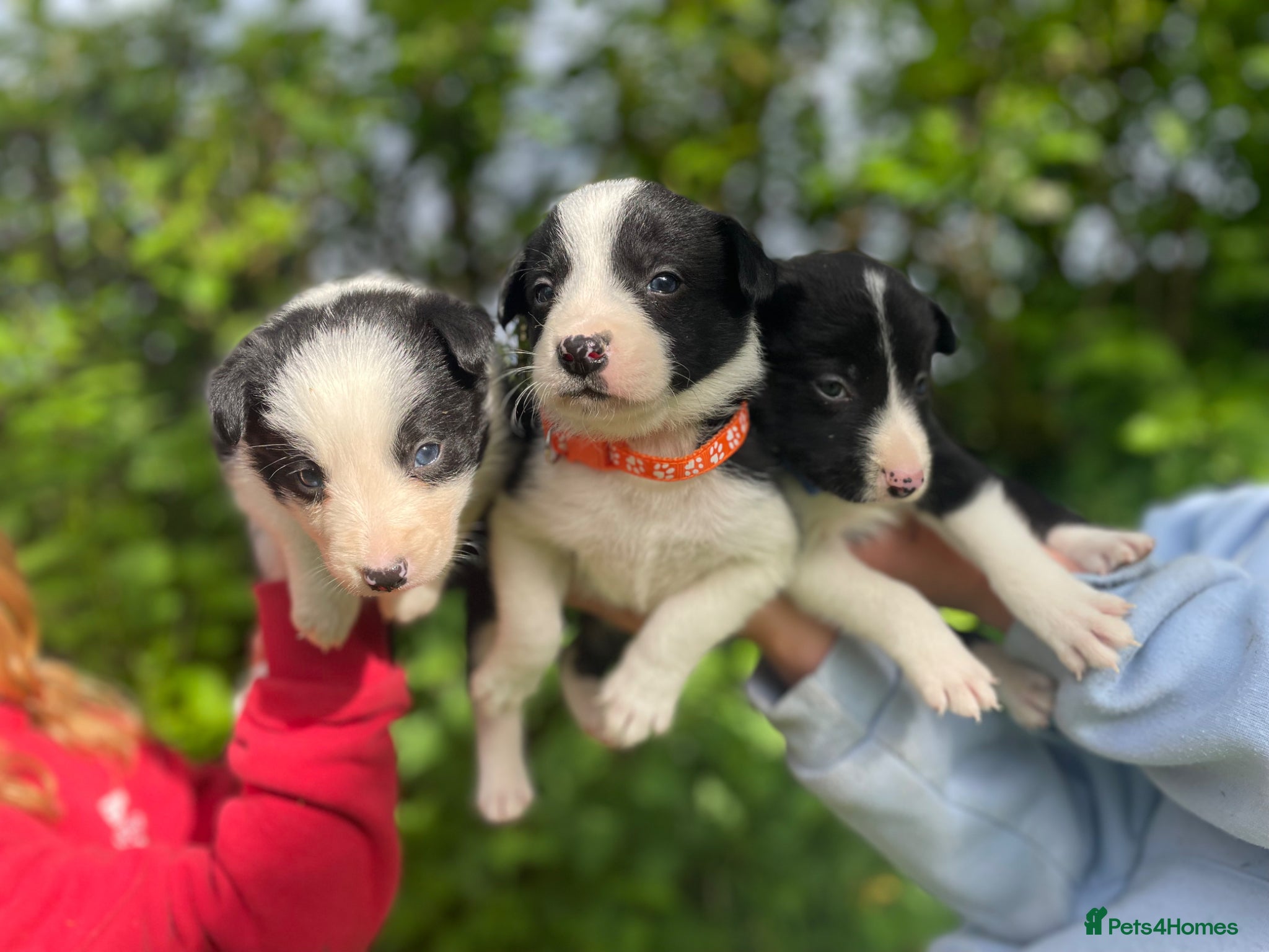 Border Collie dogs ☀️Stunning Border Collie Puppies☀️ - Advert 11