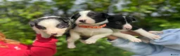 Border Collie dogs for sale: ☀️Stunning Border Collie Puppies☀️ - Advert 3