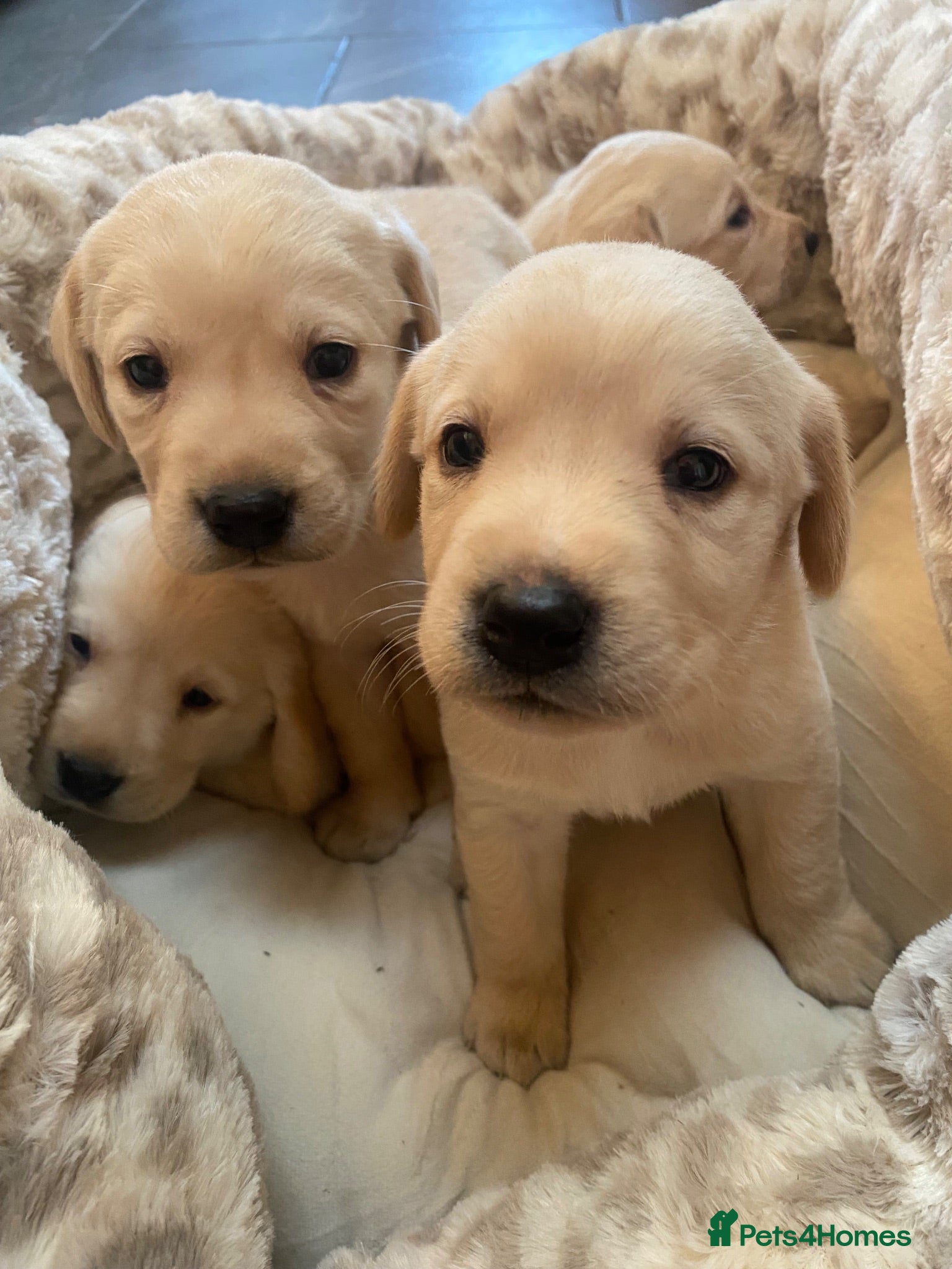 Labrador Retriever dogs Gorgeous Fox red Labrador puppies for sale ✨✨ - Advert 11