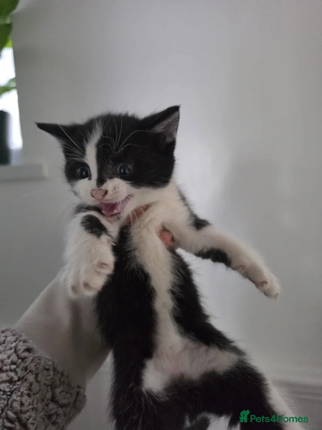 American Shorthair cats for sale: Black and White Kittens 3Female 1Male - Advert 2
