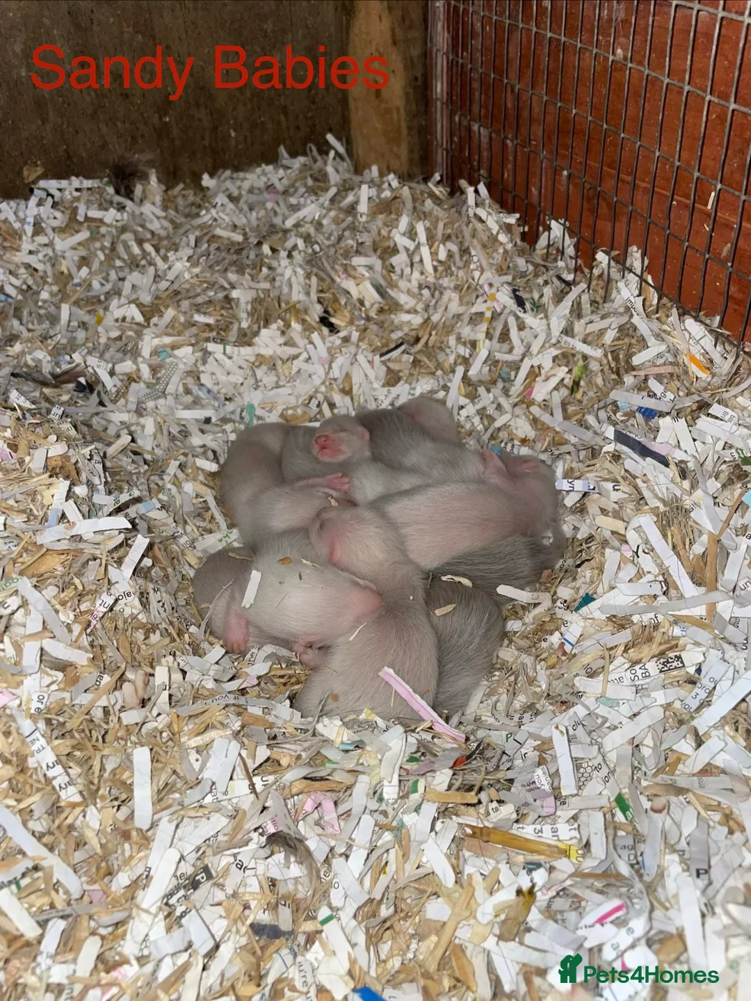 Ferret rodents for sale: Sandy/black self ferrets - Advert 1