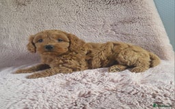 Cavapoo dogs for sale: Cavapoo puppies 5 🌟licence breeder  - Image 2