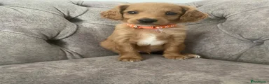 Toy Poodle 4