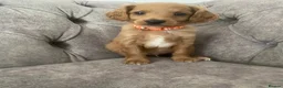 Toy Poodle dogs for sale: Beautiful Toy Poodle Puppies for Sale  in Liverpool - Advert 9