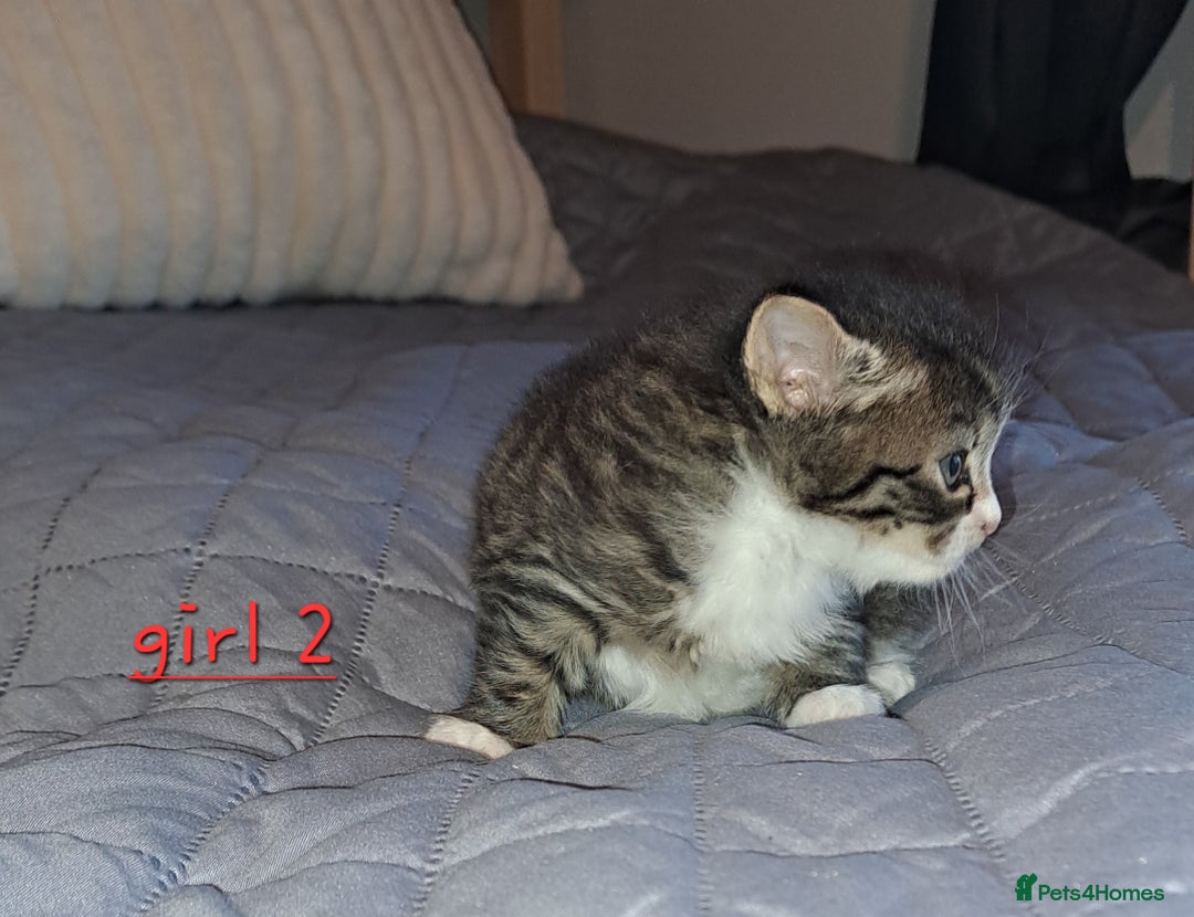 Domestic Shorthair cats for sale: 5 gorgeous kittens for sale  - Advert 13