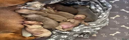 Dachshund dogs for sale: Standard Dachshund Puppies in Eye - Advert 16