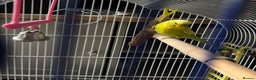 Budgerigars birds for sale: Male budgie 2 years old - Advert 2